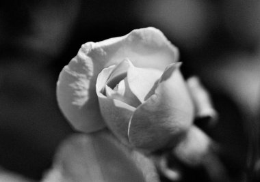 Kırsalda çiçek açan nektarlı vahşi güzellik, kırlarda açan kır çiçekleri, tarlada açan doğal otlar kırsal alanda açan yabani küçük çiçekler.