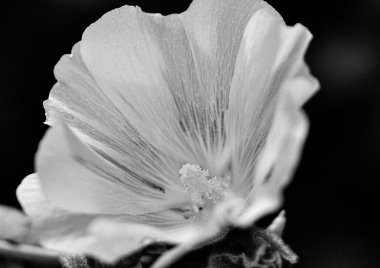 Kırsalda çiçek açan nektarlı vahşi güzellik, kırlarda açan kır çiçekleri, tarlada açan doğal otlar kırsal alanda açan yabani küçük çiçekler.