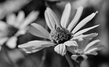 Kırsalda çiçek açan nektarlı vahşi güzellik, kırlarda açan kır çiçekleri, tarlada açan doğal otlar kırsal alanda açan yabani küçük çiçekler.