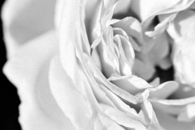 Kırsalda çiçek açan nektarlı vahşi güzellik, kırlarda açan kır çiçekleri, tarlada açan doğal otlar kırsal alanda açan yabani küçük çiçekler.