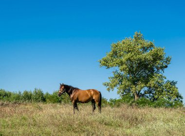 Yazlık çiçek çayırında güzel kahverengi at, yeşil çimen yiyen at. Uzun yeleli at aygırı ayakta duruyor. Atlı aygır açık havada, büyük at atları.