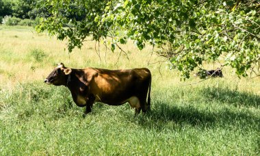 Tema üzerine fotoğraf. Güzel, büyük süt ineği mavi gökyüzünün altında yeşil çayırda otluyor. Uzun kuyruklu süt ineğinden oluşan fotoğraf çayırda saman yiyor. Lezzetli beyaz sıvı için otlaktaki süt ineği.