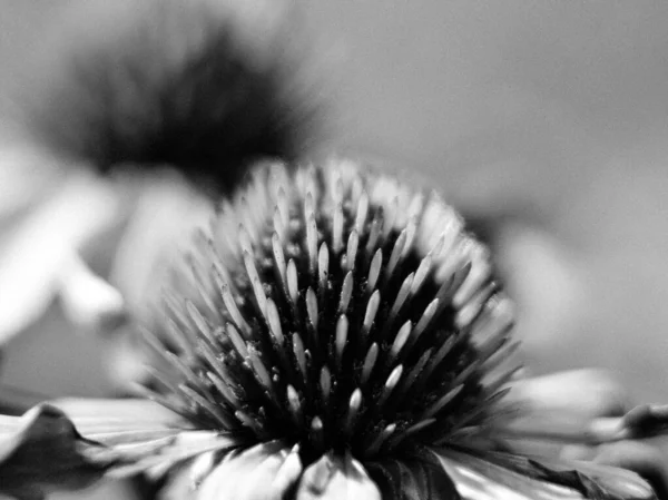 Flor Beleza Selvagem Com Néctar Florescendo Campo Rural Natureza Rural — Fotografia de Stock