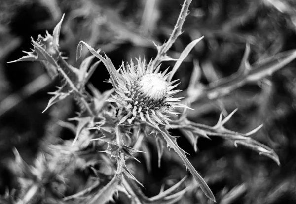 Large Herbaceous Medicinal Plant Burdock Arctium Burdock Consist Big Green — Stockfoto