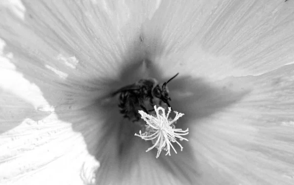 Abelha Selvagem Flor Com Néctar Que Floresce Campo Campo Campo — Fotografia de Stock