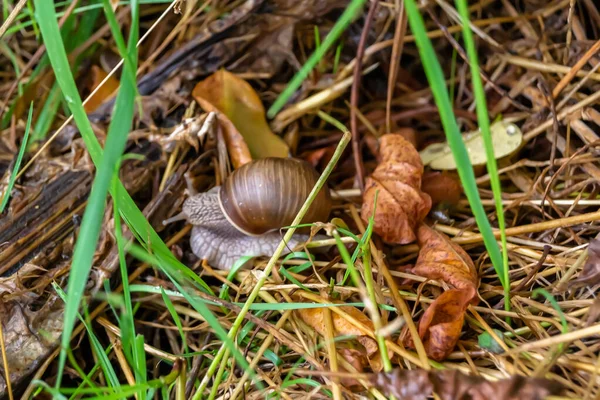 大きな庭のカタツムリのシェルにぬれた道を急いで家に這う カタツムリのヘリックスは 栄養クリームを作ることができるスライムからシェル内の体 自然の喜びの動物カタツムリを保護するために食用おいしい料理のコイルシェルで構成されています — ストック写真