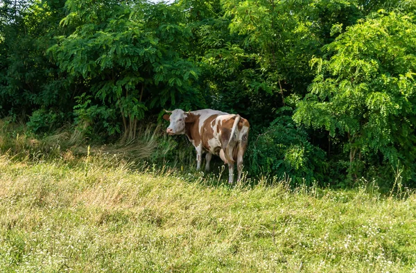 Fotografía Sobre Tema Hermosa Vaca Lechera Pastos Prado Verde Bajo —  Fotos de Stock