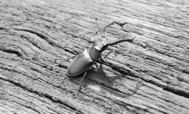 Vahşi ormanda uzun ve keskin çeneleri olan erkek geyik böceği meşe ağacının gövdesinde oturur, böcek geyiği büyük boynuzlardan, güzel güçlü bacaklardan, geyik böceğinden oluşur.