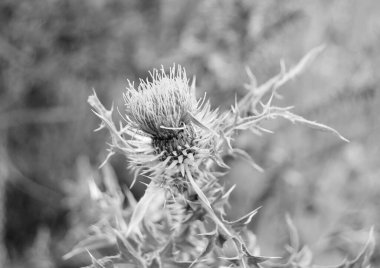 Büyük şifalı bitkisel dulavrat dulavratotu Arctium, dulavrat büyük yeşil tomurcuklardan, sivri yapraklardan, yaz tarlasında açan mor çiçeklerden, sağlık tedavisinde kullanılan çiçek burdock arctiyumundan oluşur.