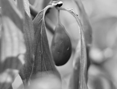 Olgun, yumuşak böğürtlen ağacından çekilen fotoğraf, yakın plan, yaprak, tatlı, uzun siyah böğürtlen, sağlıklı yaşam için taze, siyah oval dut ağacı.