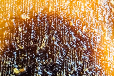 Altın nektarla dolu altıgen bal peteklerinden arı damlayan bal damlası, bal peteği yaz kompozisyonu doğal bal damlası, balmumu çerçeve arısına damlayan bal damlası, bal peteğine damlayan bal damlası