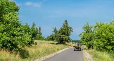 Yazlık çiçek çayırında güzel kahverengi at, yeşil çimen yiyen at. Uzun yeleli at aygırı ayakta duruyor. Atlı aygır açık havada, büyük at atları.