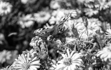 Fotoğraf temalı güzel bir siyah kelebek kralının çayır çiçeğinin üzerindeki fotoğrafı çayırdaki çiçeklerin içindeki kelebek kralın parlak kanatlarını sallaması, yaşlı kelebek kralın çayır çiçeğine olan bedeni.