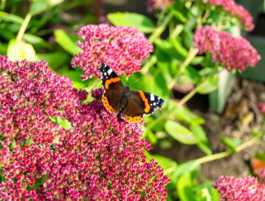 Fotoğrafçılık, güzel siyah kelebek kralının çayır çiçeğinin üzerindeki teması. Kelebek Kral 'ın çayırda parlak kanatlarını salladığı fotoğraf. Yaşlı kelebek Kral 'dan çayır çiçeğine.