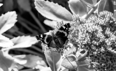 Fotoğraf temalı güzel bir siyah kelebek kralının çayır çiçeğinin üzerindeki fotoğrafı çayırdaki çiçeklerin içindeki kelebek kralın parlak kanatlarını sallaması, yaşlı kelebek kralın çayır çiçeğine olan bedeni.