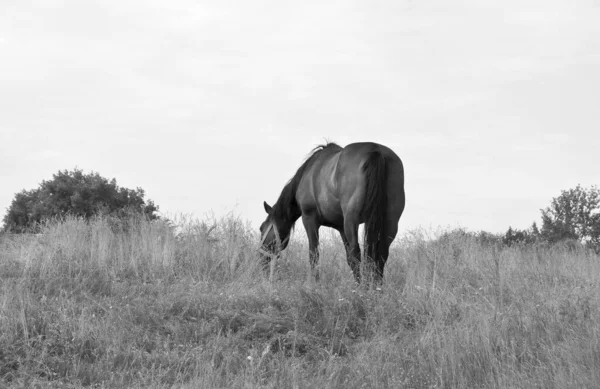 Beautiful Wild Brown Horse Stallion Summer Flower Meadow Equine Eating — 图库照片