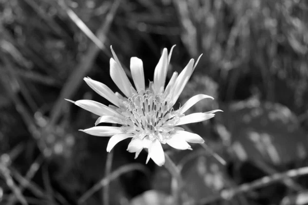 Schöne Flauschig Blühende Blume Kamille Auf Farbigem Hintergrund Nahaufnahme Fotografie — Stockfoto