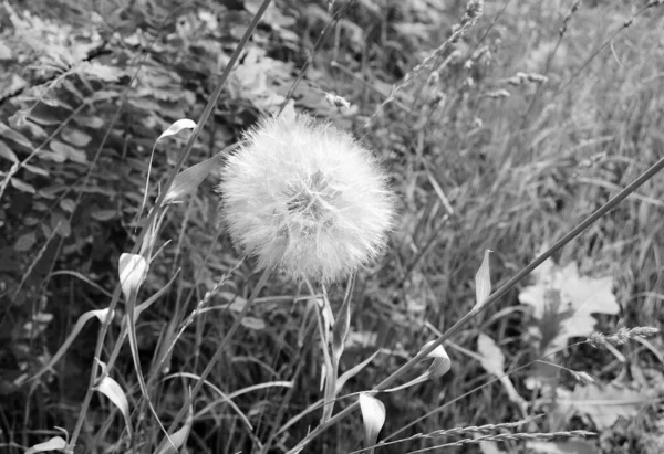 Beautiful Fluffy Blooming Flower Dandelion Dark Background Close Photography Consisting — Zdjęcie stockowe