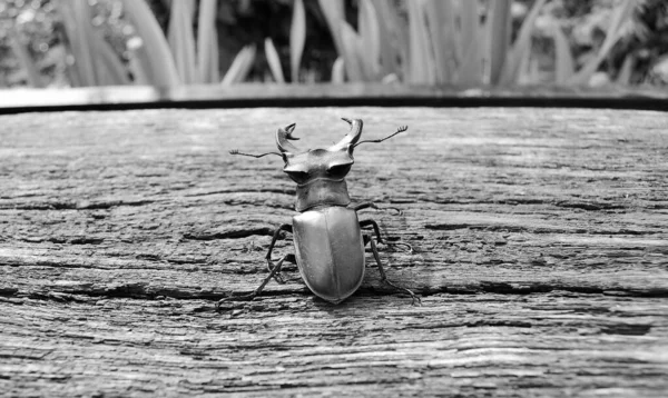 Male Stag Beetle Long Sharp Jaws Wild Forest Sitting Trunk — Stockfoto
