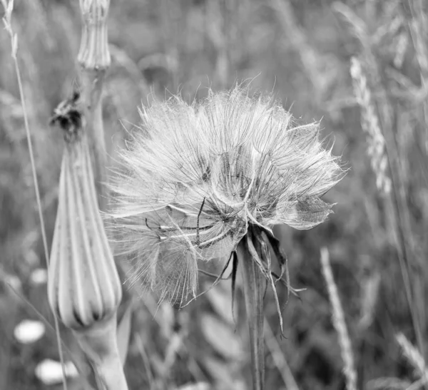 暗い背景に美しいふわふわの花のタンポポをクローズアップ フィールドにふわふわの花のタンポポ ネイティブ草原でふわふわの花のタンポポで構成される写真 — ストック写真