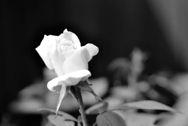 Wilde Schoonheid Bloem Met Nectar Bloeien Het Veld Platteland Natuur — Stockfoto