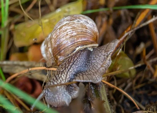 Große Gartenschnecke Schneckenhaus Kriecht Auf Nasser Straße Hastig Nach Hause — Stockfoto