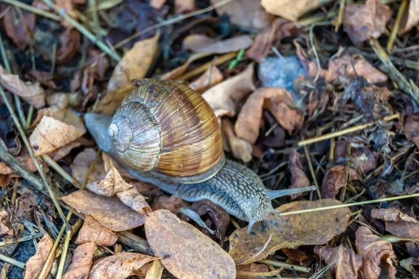 Big Garden Snail Shell Crawling Wet Road Hurry Home Snail — Stock Photo, Image