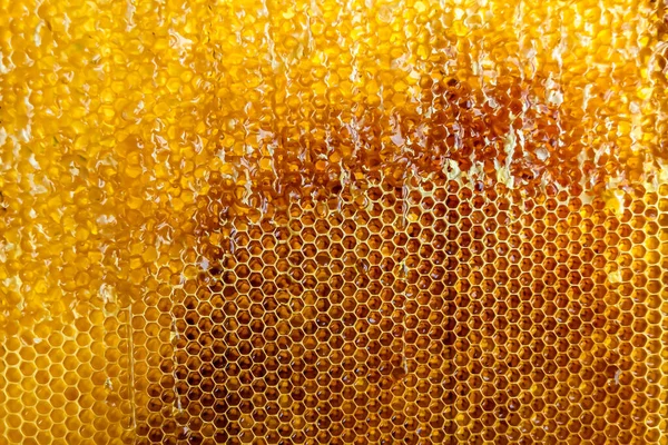 Tropfen Bienenhonig Von Sechseckigen Waben Mit Goldenem Nektar Gefüllt Waben — Stockfoto