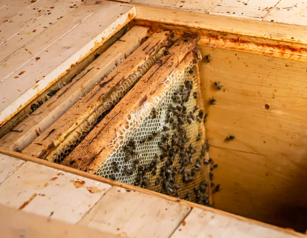 Gevleugelde Bij Langzaam Vliegt Naar Bijenkorf Verzamelen Nectar Prive Bijenstal — Stockfoto