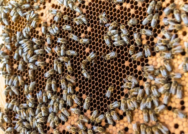 Estructura Hexágono Abstracta Panal Abeja Colmena Llena Miel Oro Composición —  Fotos de Stock