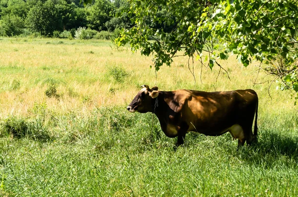 Fotografia Sobre Tema Bela Vaca Grande Leite Pastagens Prado Verde — Fotografia de Stock