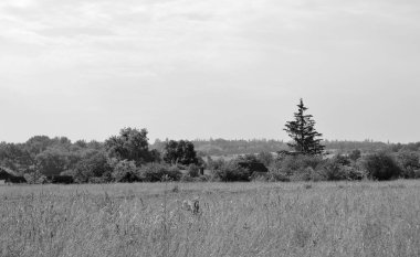 Renkli doğal arka plan üzerine köy çayırında güzel bir ufuk manzarası, uzun çayırdaki çayır köyünde ufuk manzarası, hayvan için köy otlağındaki ufuk doğa manzarası.
