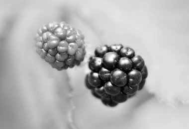 Olgun böğürtlenli fotoğraf, kırmızı böğürtlenli yakından çekim, yeşil yapraklı böğürtlenli fotoğraf, lezzetli siyah böğürtlen, sağlıklı olmak için taze siyah böğürtlen yemek.