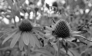 Kırsalda çiçek açan nektarlı vahşi güzellik, kırlarda açan kır çiçekleri, tarlada açan doğal otlar kırsal alanda açan yabani küçük çiçekler.