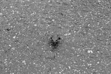 Tema için fotoğraf, güzel kahverengi kurbağa amfibi, orman caddesinde hayvan kurbağası, ıslak sivilceli kurbağa amfibisinin fotoğrafı, asfalt yolda oturan kurbağa, tapılası vücut kurbağası vahşi kurbağa amfibidir.
