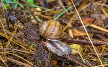 Islak yolda sürünen kabuklu büyük bahçe salyangozu çabuk eve gel, salyangoz Helix vücudu korumak için sarılmış lezzetli yiyeceklerden oluşur, balçıklı doğal neşe salyangozu balçıktan korur, besleyici krema yapabilir.