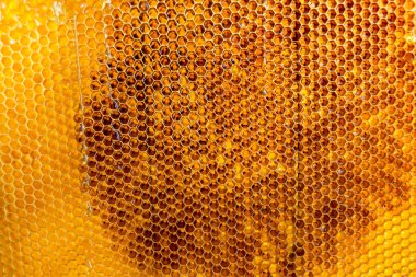 Altın nektarla dolu altıgen bal peteklerinden arı damlayan bal damlası, bal peteği yaz kompozisyonu doğal bal damlası, balmumu çerçeve arısına damlayan bal damlası, bal peteğine damlayan bal damlası