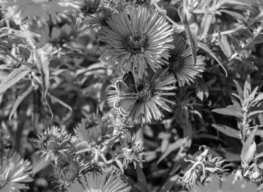 Fotoğraf temalı güzel bir siyah kelebek kralının çayır çiçeğinin üzerindeki fotoğrafı çayırdaki çiçeklerin içindeki kelebek kralın parlak kanatlarını sallaması, yaşlı kelebek kralın çayır çiçeğine olan bedeni.
