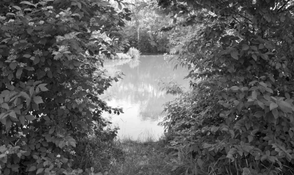 Beau Roseau Marécage Herbe Poussant Sur Réservoir Rivage Campagne Fond — Photo