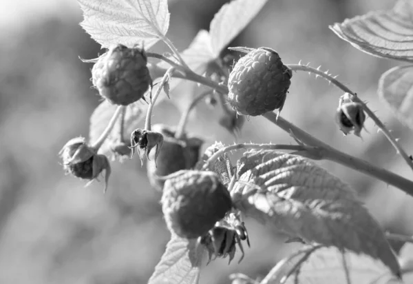 完熟した果実の全体の写真赤いラズベリー 薬のための緑の茎の葉 枝のベリーからなるラズベリーの写真 成熟した赤い甘い食べ物の皮 健康上の新鮮な赤いベリーのラズベリーを食べる — ストック写真