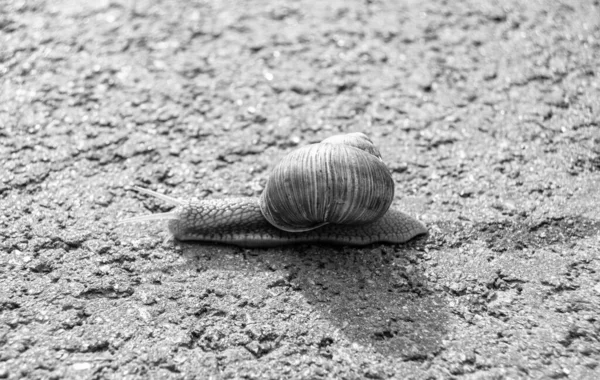 Big Garden Snail Shell Crawling Wet Road Hurry Home Snail — Stockfoto