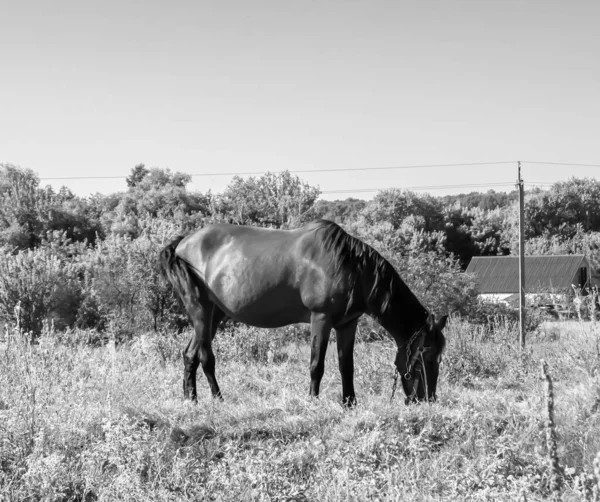 Bonito Cavalo Selvagem Castanho Garanhão Verão Flor Prado Equino Comendo — Fotografia de Stock