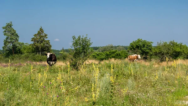 Fotografia Sobre Tema Bela Vaca Grande Leite Pastagens Prado Verde — Fotografia de Stock