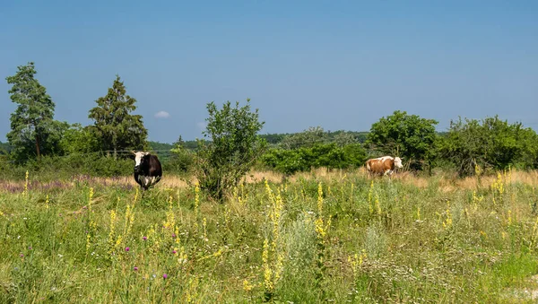 Fotografia Sul Tema Bella Mucca Grande Latte Pascola Sul Prato — Foto Stock