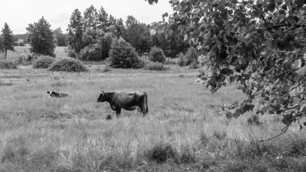 Fotografia Sobre Tema Bonito Grande Leite Vaca Pastagens Prado Verde — Fotografia de Stock