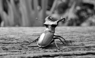 Vahşi ormanda uzun ve keskin çeneleri olan erkek geyik böceği meşe ağacının gövdesinde oturur, böcek geyiği büyük boynuzlardan, güzel güçlü bacaklardan, geyik böceğinden oluşur.