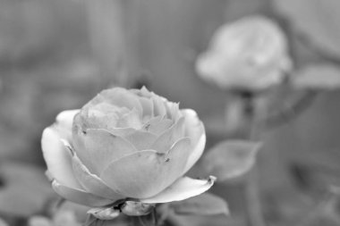 Kırsalda çiçek açan nektarlı vahşi güzellik, kırlarda açan kır çiçekleri, tarlada açan doğal otlar kırsal alanda açan yabani küçük çiçekler.