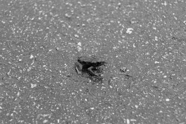 Tema için fotoğraf, güzel kahverengi kurbağa amfibi, orman caddesinde hayvan kurbağası, ıslak sivilceli kurbağa amfibisinin fotoğrafı, asfalt yolda oturan kurbağa, tapılası vücut kurbağası vahşi kurbağa amfibidir.