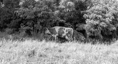 Tema üzerine fotoğraf: Büyük süt ineği mavi gökyüzünün altında yeşil çayırda otluyor. Uzun kuyruklu süt ineği, çayırda saman yiyor.