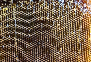 Altın nektarla dolu altıgen bal peteklerinden arı damlayan bal damlası, bal peteği yaz kompozisyonu doğal bal damlası, balmumu çerçeve arısına damlayan bal damlası, bal peteğine damlayan bal damlası